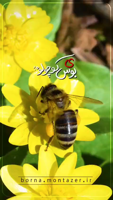 بوس عسلی