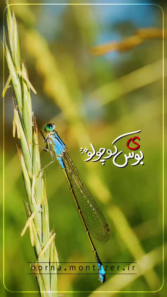بوس سنجاقکی