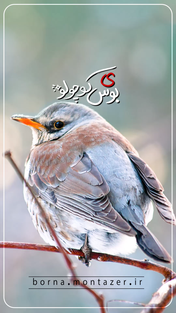 بوس گنجشکی