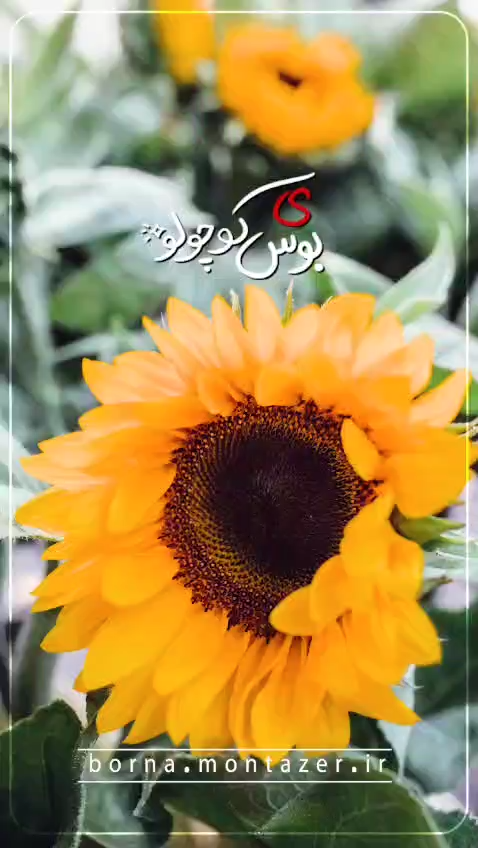ی بوس طلایی