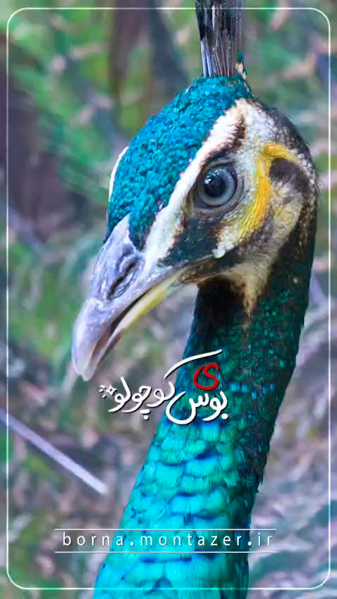 مثل فیروزه
