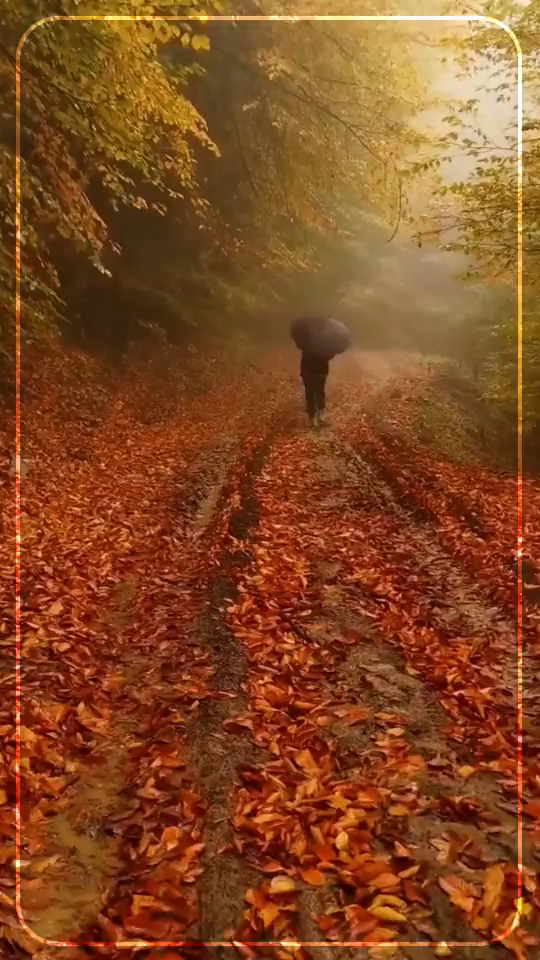 جنگل پاییزی 🍂