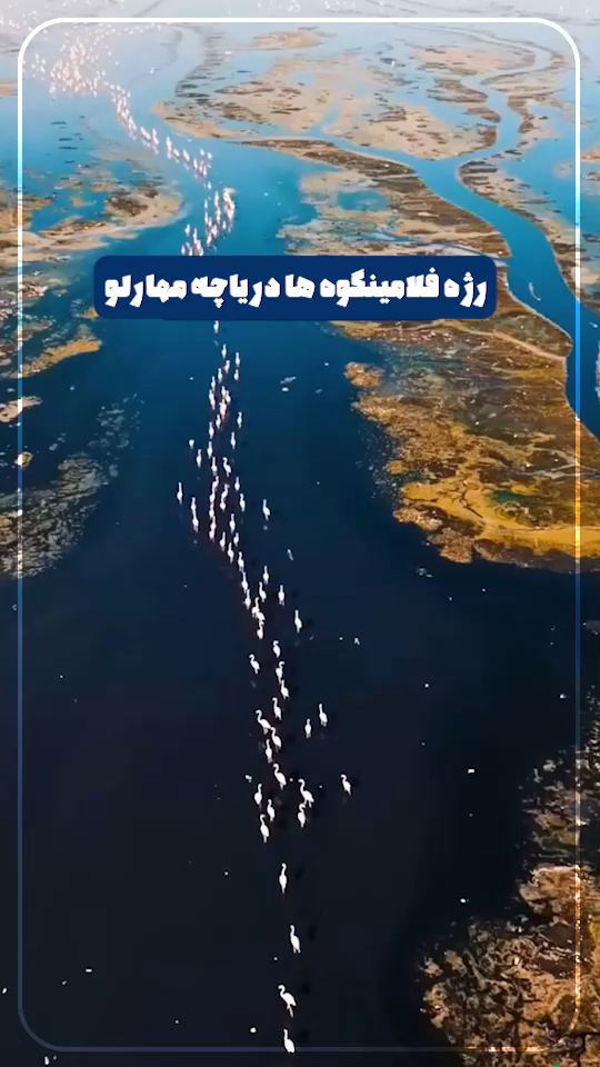 فلامینگوها