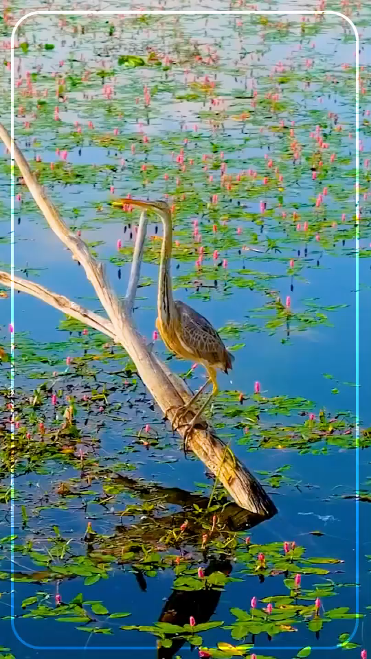 تالاب چغاخور