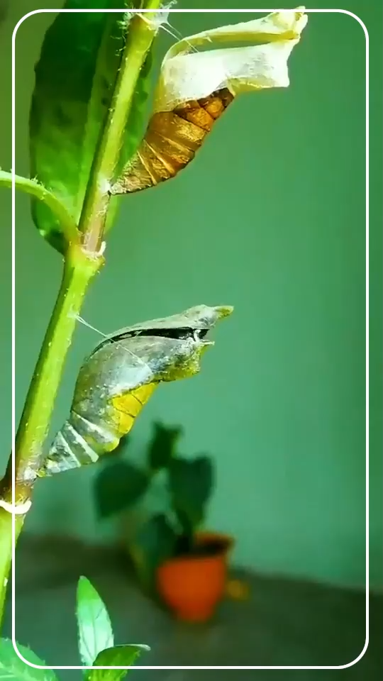 کرم یا پروانه؟!