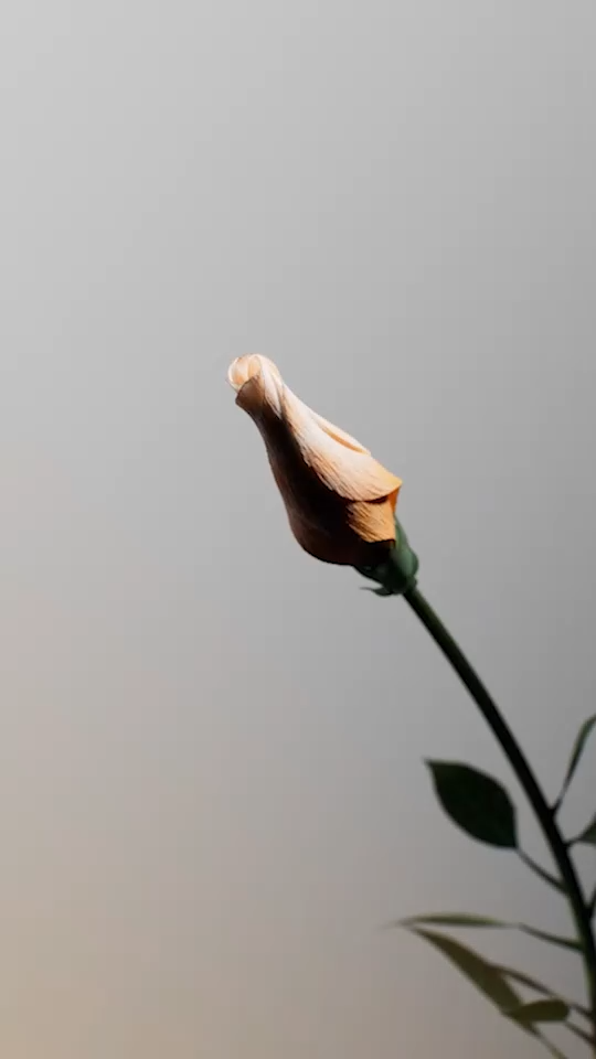 بخشنده باش …