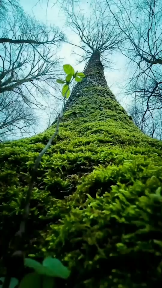 رو به آسمون🌱