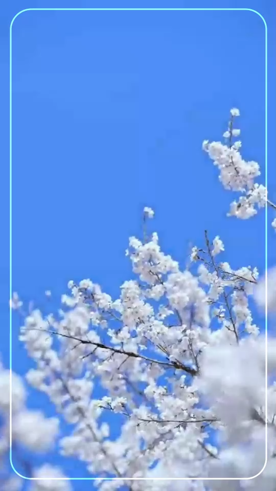 انتظار بهار 🌸