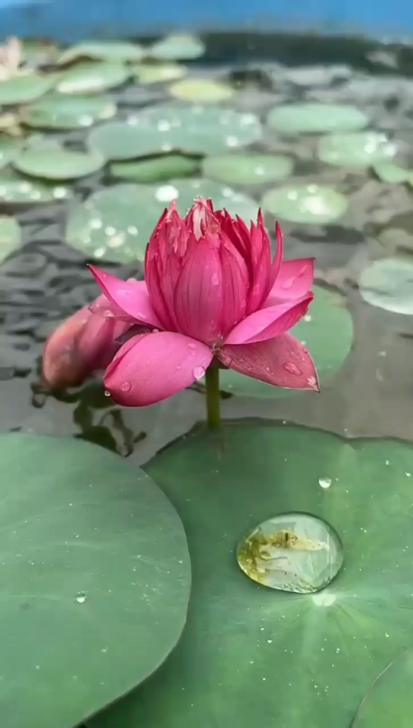 بارونِ زندگی🌧️