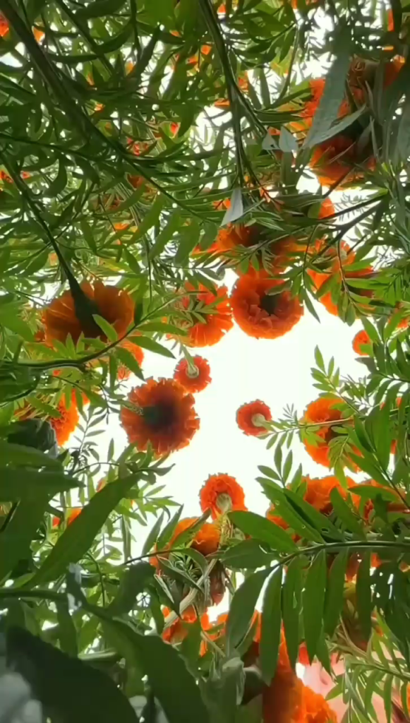 آسمون و ببین🌤️