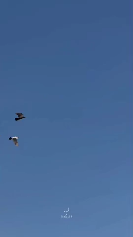 هروقت بریدی…
